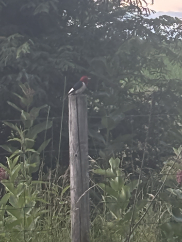 Red-headed Woodpecker