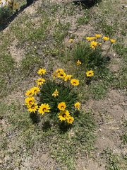Gazania × splendens