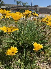 Gazania × splendens