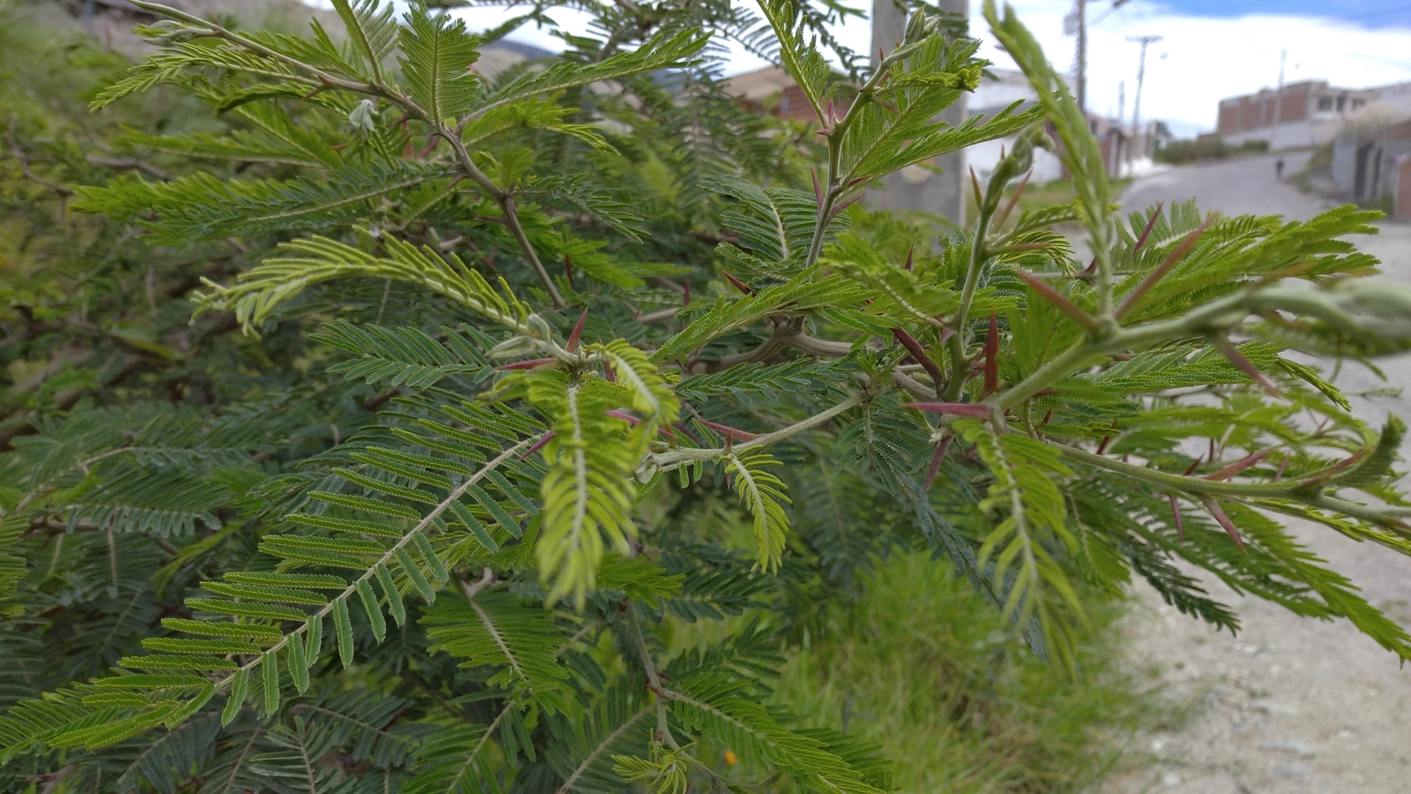 Vachellia image