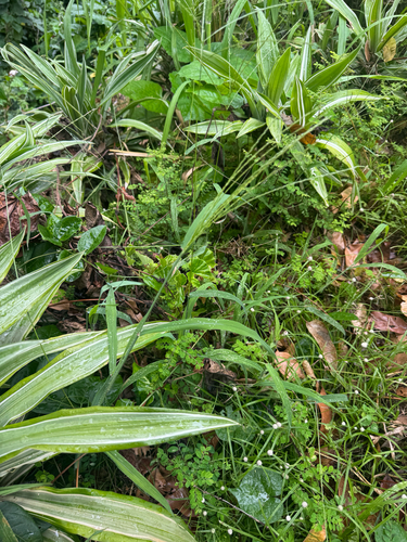 Digitaria ciliaris observed 2026-06-23