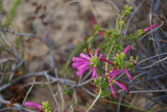 Erica abietina