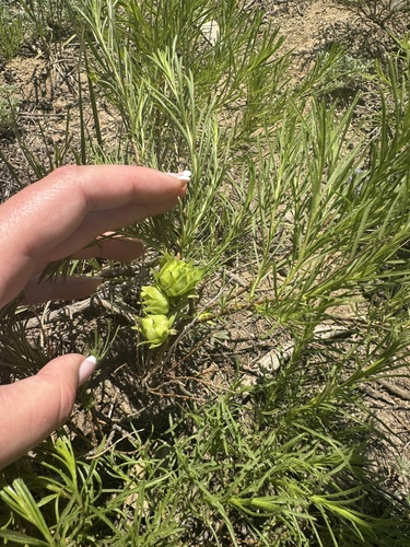 iNaturalist observation photo of Rosette Bud Gall Midge