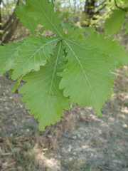 Quercus crispula