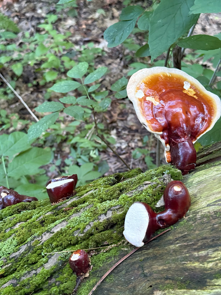 hemlock varnish shelf · June 2026 · photo: Photo: (c) Stephanie Tran, some rights reserved (CC BY) · iNaturalist