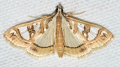 Glyphodes pyloalis