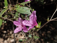 Rhododendron reticulatum