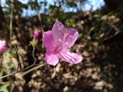Rhododendron reticulatum