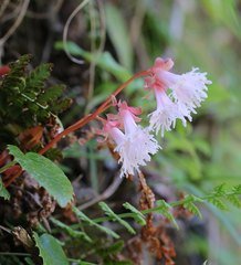 Schizocodon ilicifolius intercedens