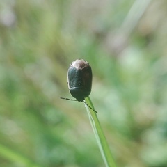Legnotus limbosus