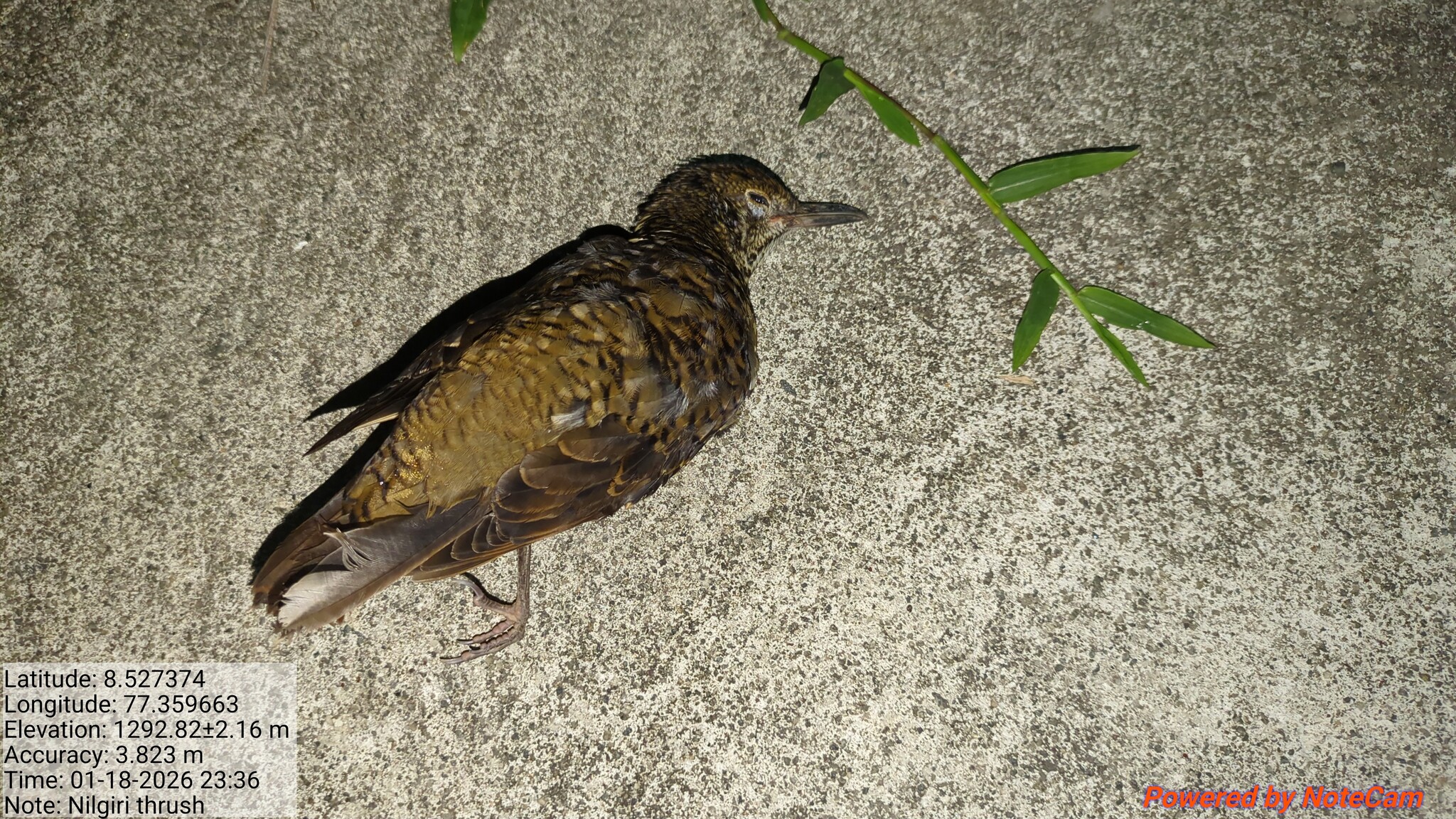 Nilgiri Thrush (Zoothera neilgherriensis), photo 2