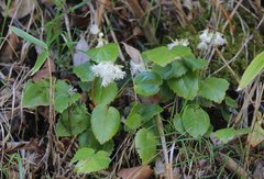 Schizocodon ilicifolius intercedens