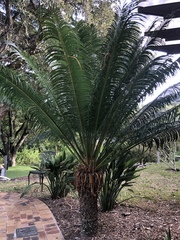 Cycas thouarsii
