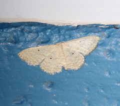 Scopula benitaria