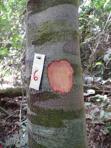 Aparisthmium cordatum