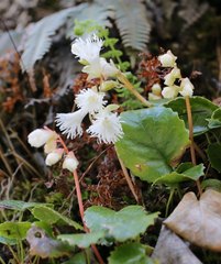 Schizocodon ilicifolius intercedens