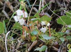 Schizocodon ilicifolius intercedens