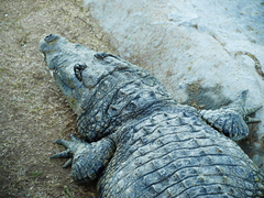 Crocodylia