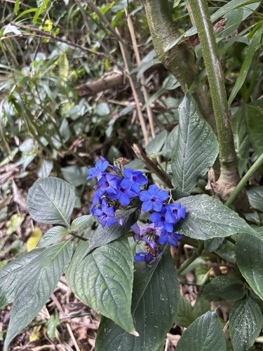Eranthemum pulchellum observed 2026-06-21