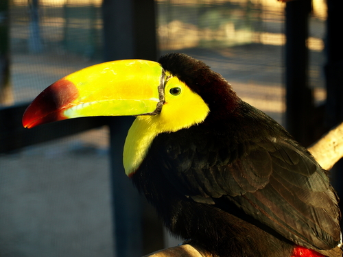 Ramphastidae