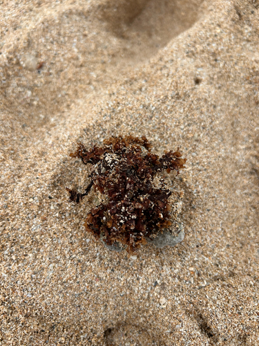 Amansia glomerata observed 2026-06-23