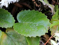 Schizocodon ilicifolius intercedens