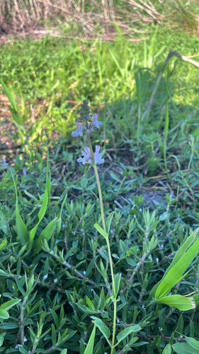 Stachys floridana, photograph 5