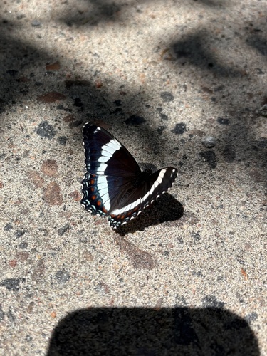 American White Admiral
