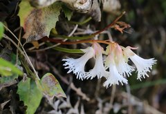 Schizocodon ilicifolius intercedens