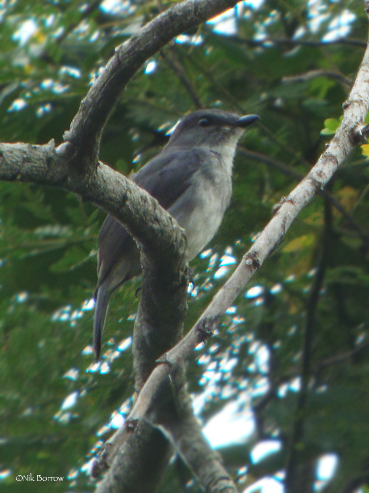 Tessmann's Flycatcher illustration