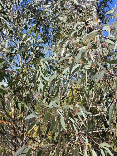 Eucalyptus agglomerata observed 2026-06-24