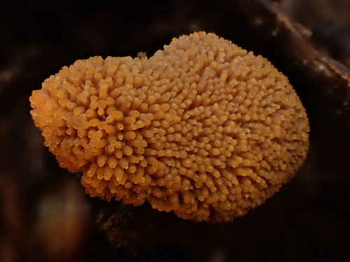 Red Raspberry Slime Mold