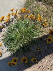 Gazania × splendens