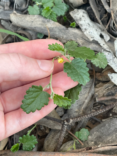 Sida corrugata observed 2026-06-21