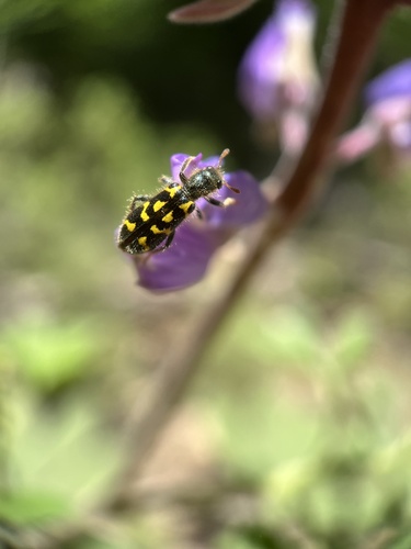 iNaturalist observation photo of Ornate Checkered Beetle