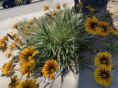 Gazania × splendens