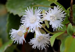 Schizocodon ilicifolius intercedens