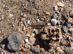 Cratypedes neglectus