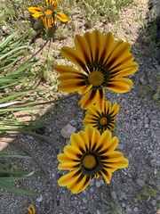 Gazania × splendens
