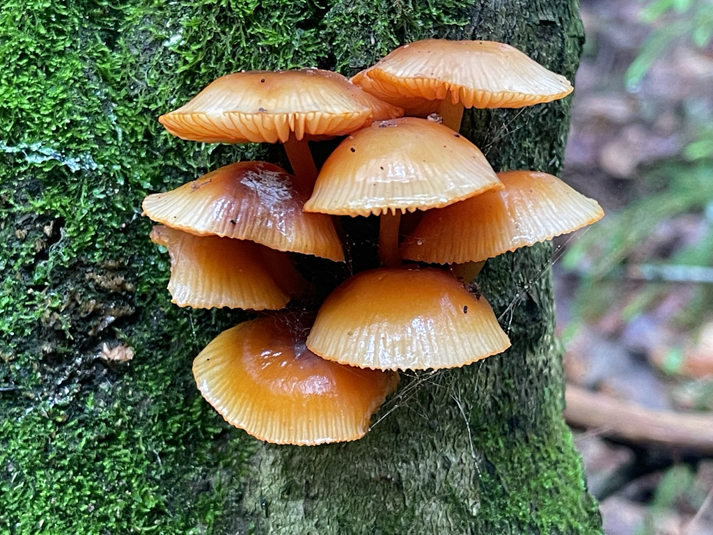 orange mycena · June 2026 · photo: Photo: (c) Peter Nathaniel Boyer, some rights reserved (CC BY) · iNaturalist