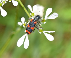 Trichodes punctatus