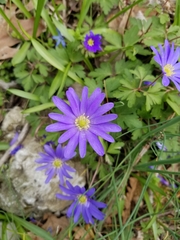 Anemonoides blanda