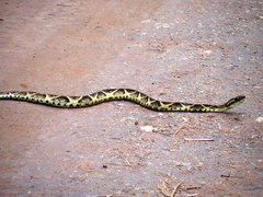 Bothrops jararacussu