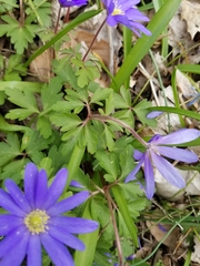 Anemonoides blanda