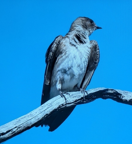 Northern Rough-winged Swallow