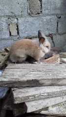 Oryctolagus cuniculus