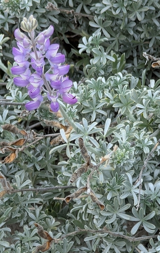 Lupinus chamissonis, photograph 5