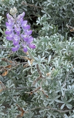 Lupinus chamissonis, photograph (c) Tom and T Herman, some rights reserved (CC BY)