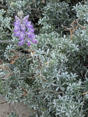 Lupinus chamissonis, photograph (c) Tom and T Herman, some rights reserved (CC BY)