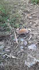 Oryctolagus cuniculus